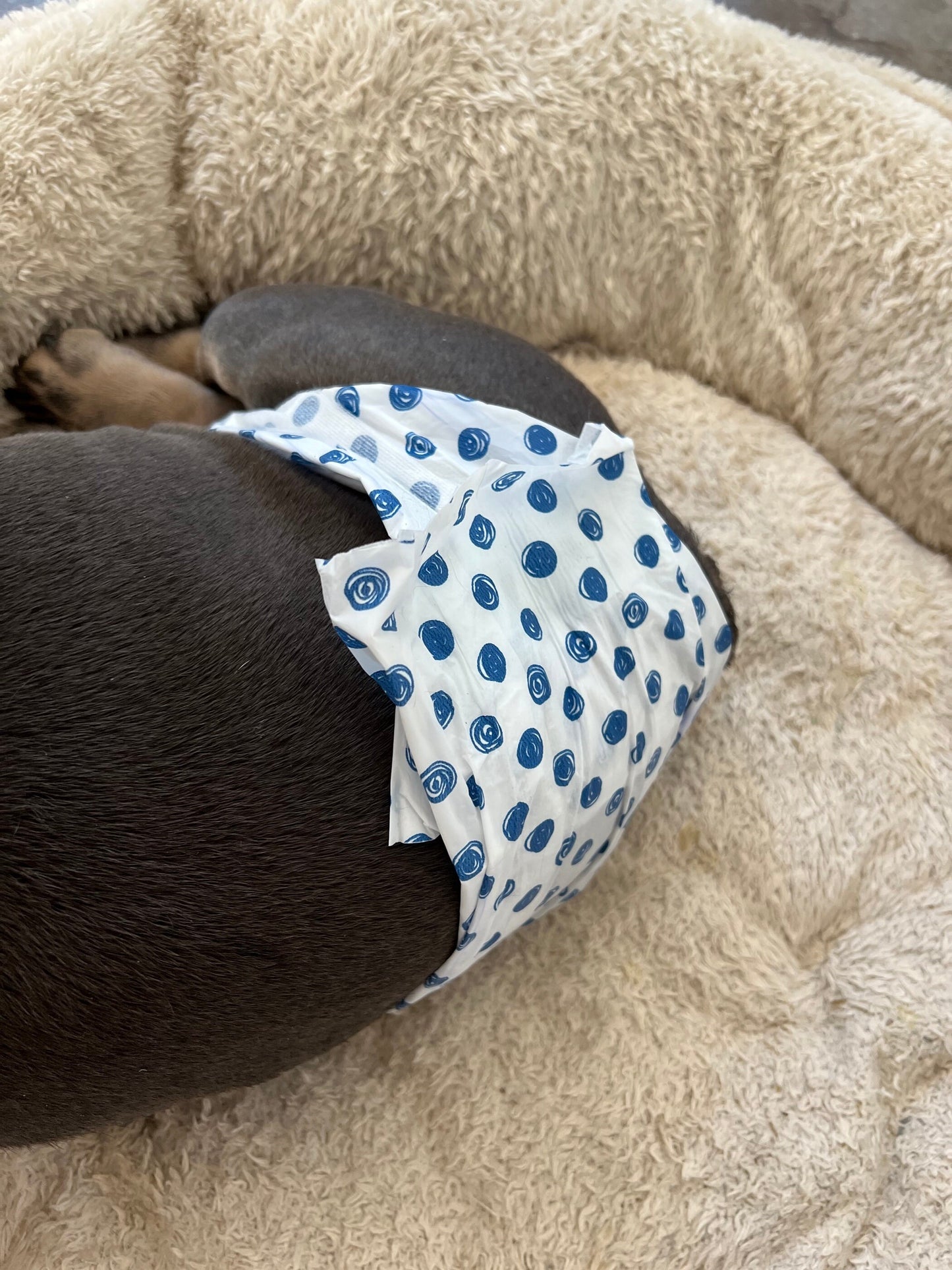 MALE FRENCH ENGLISH BULLDOG Belly Band Diaper Cover Solid Black with bow tie suspender britches incontinent washable