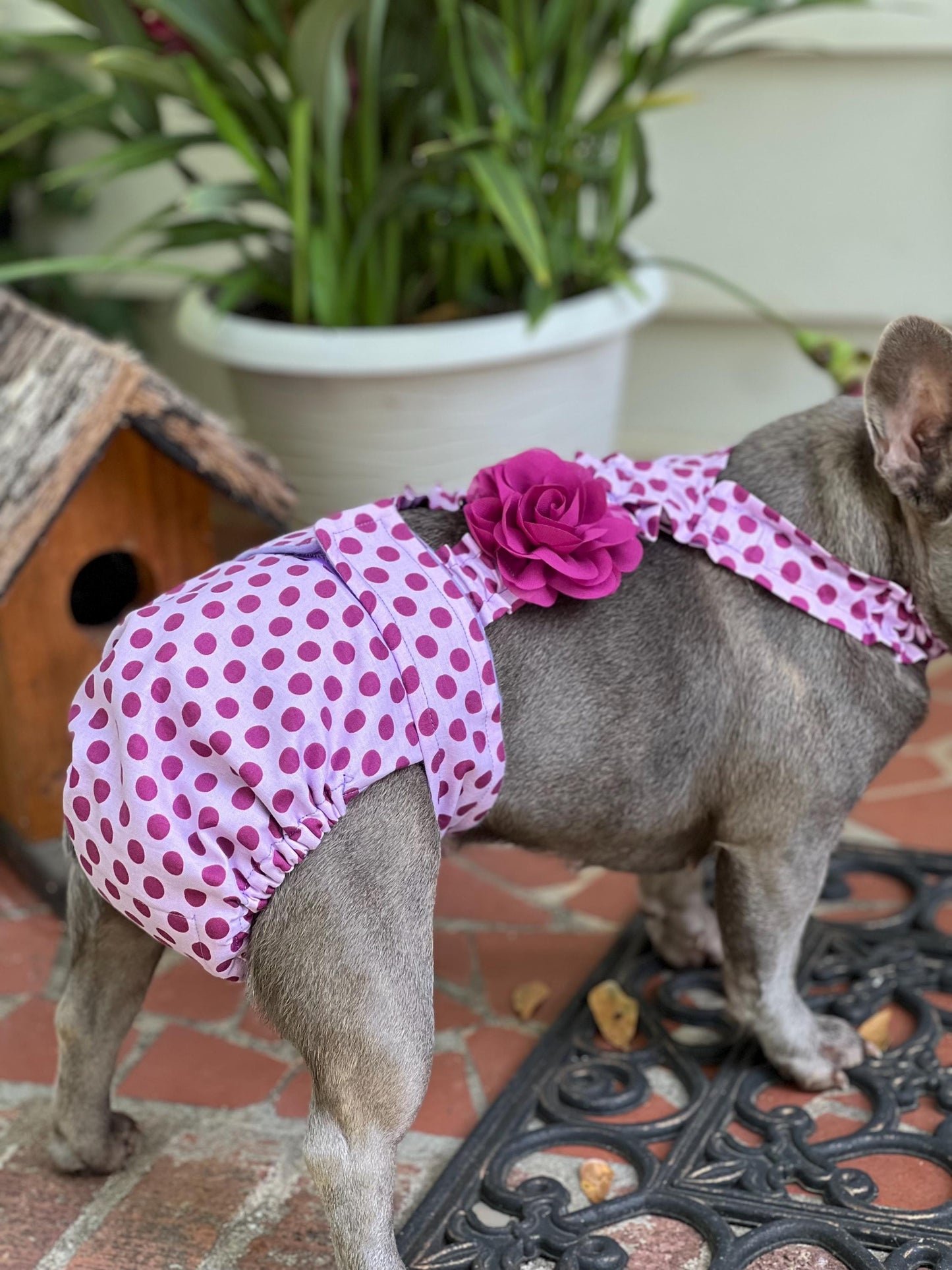 No Tail Hole Female FRENCH BULLDOG DIAPERS Cover Set of 2 with suspenders bitch britches heat pants for dog mom