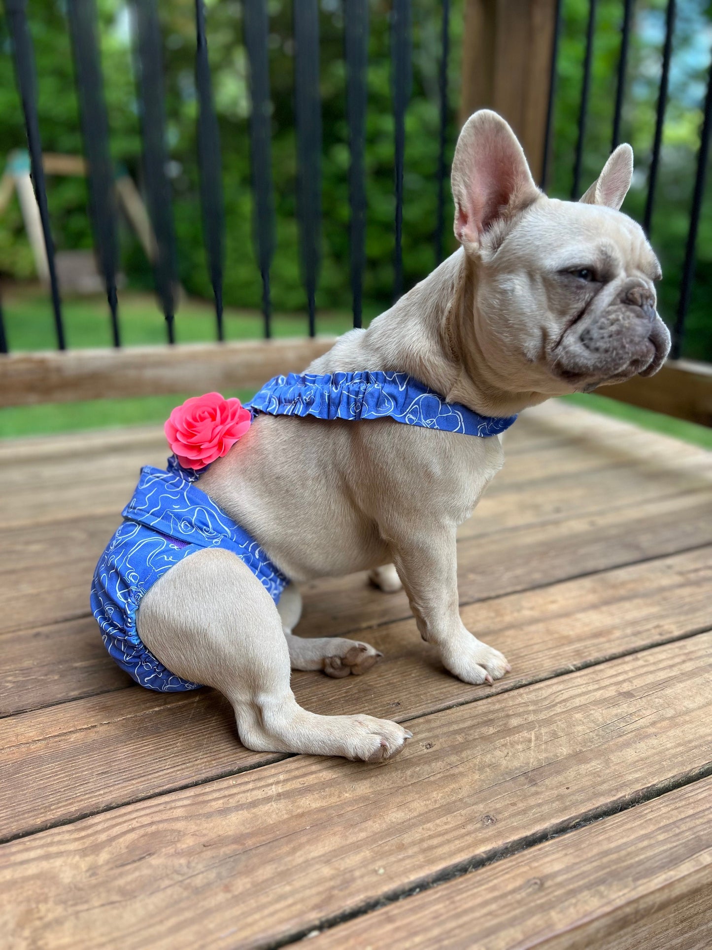 French Bulldog diaper accessories Frenchie Serene with no tail female doggie diaper