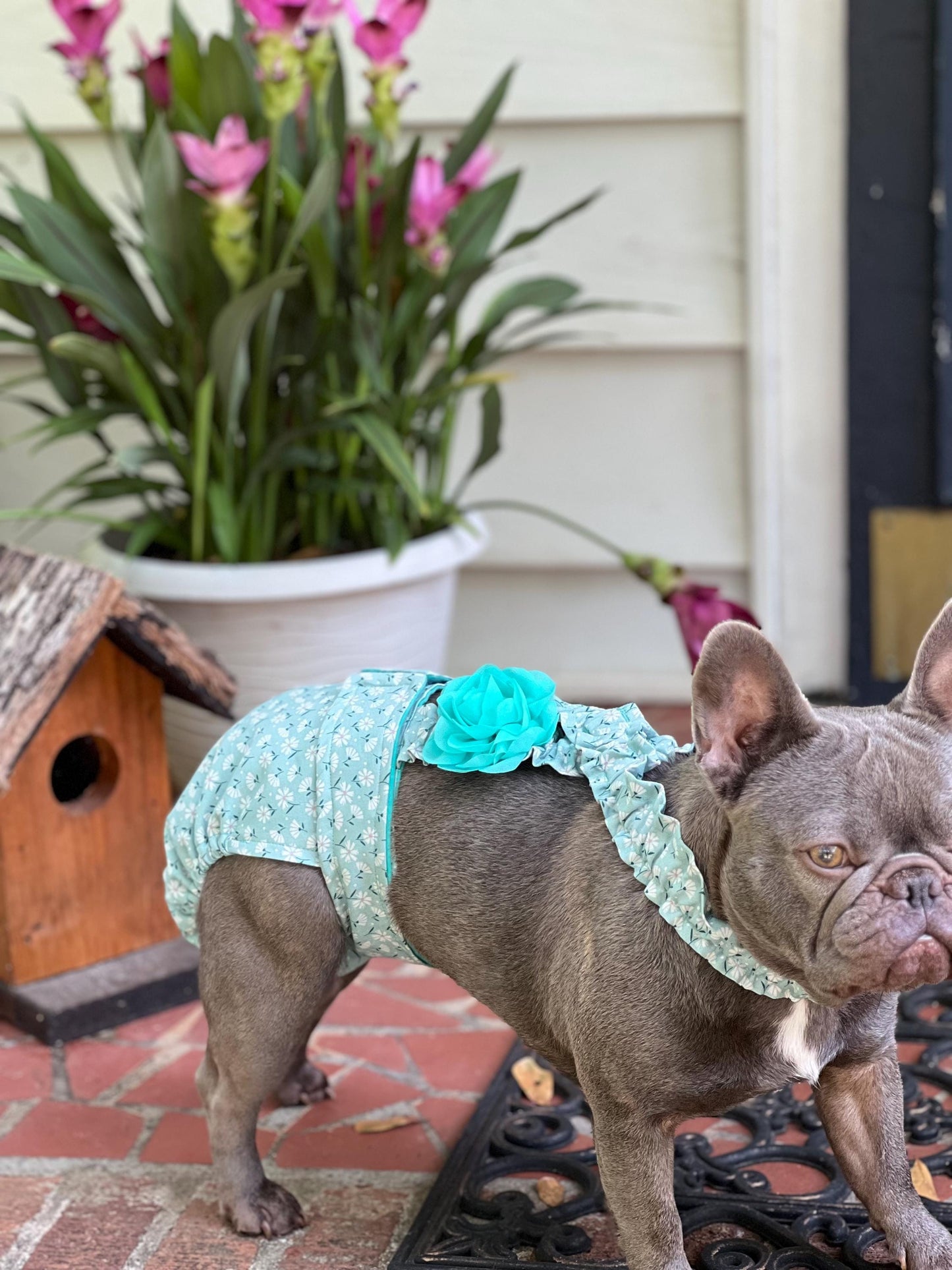FRENCH BULLDOG DIAPER First Heat Panties: I'm Feelin' Daisy for Bulldog Lover Dog Mom Special Needs Incontinence