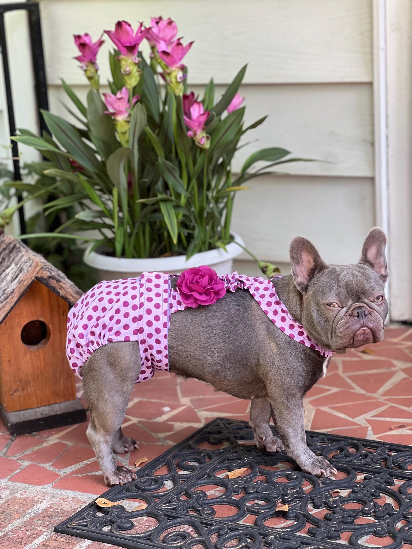 No Tail Hole Female FRENCH BULLDOG DIAPERS Cover Set of 2 with suspenders bitch britches heat pants for dog mom