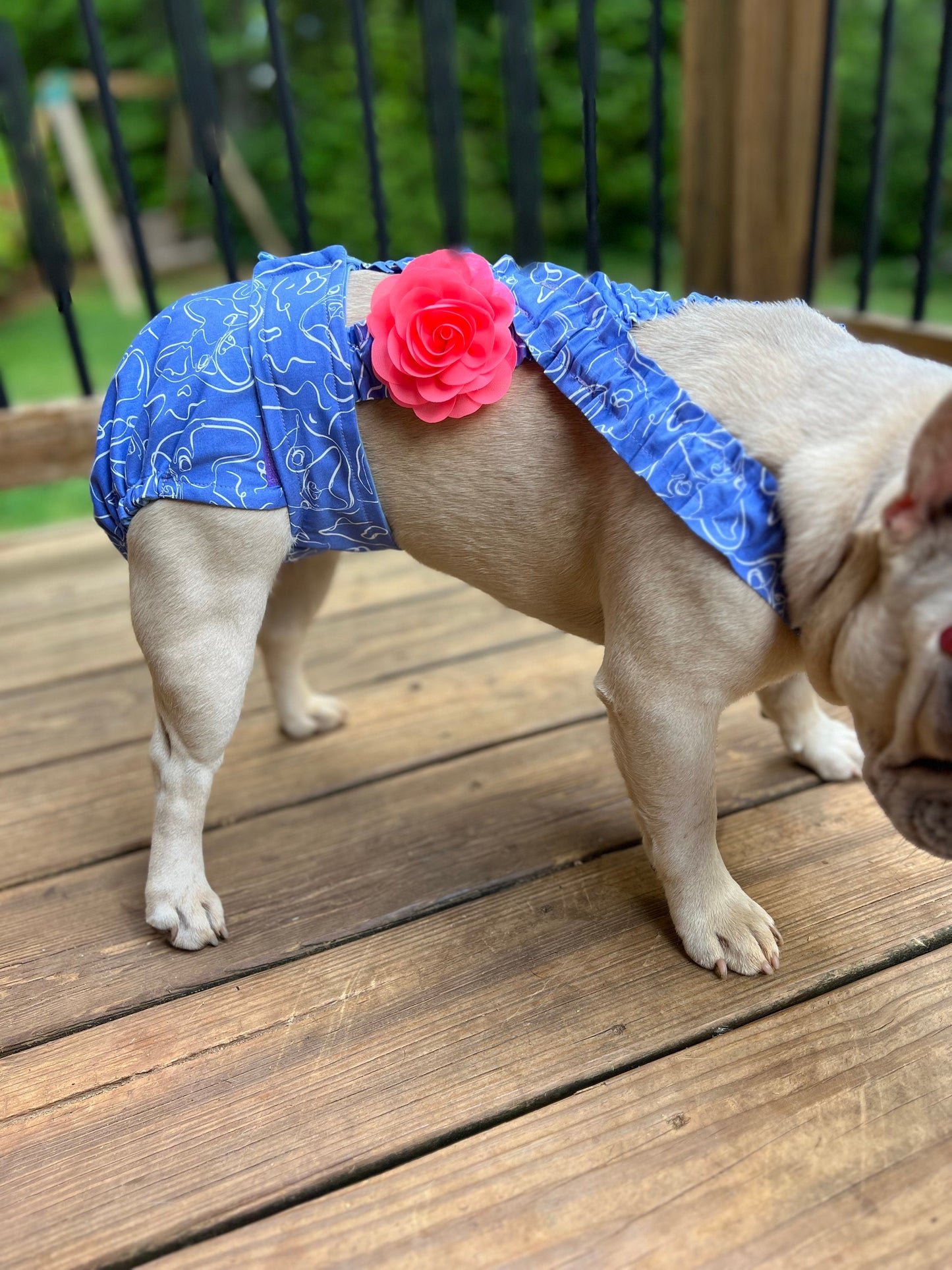 French Bulldog diaper accessories Frenchie Serene with no tail female doggie diaper