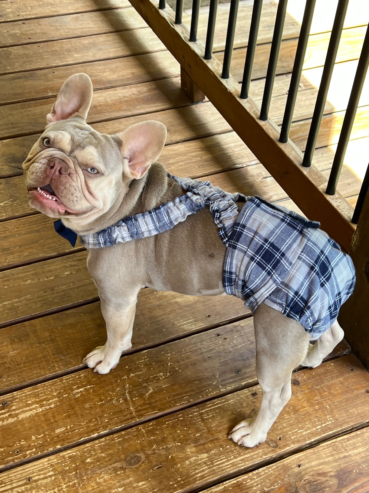 WEPHIES DIAPERS BELLY BAND DIAPER COVER FRENCH ENGLISH BULLDOG Plaid Blue Gray Flannel with navy bow tie and suspenders
