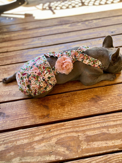 French Bulldog wearing a floral diaper