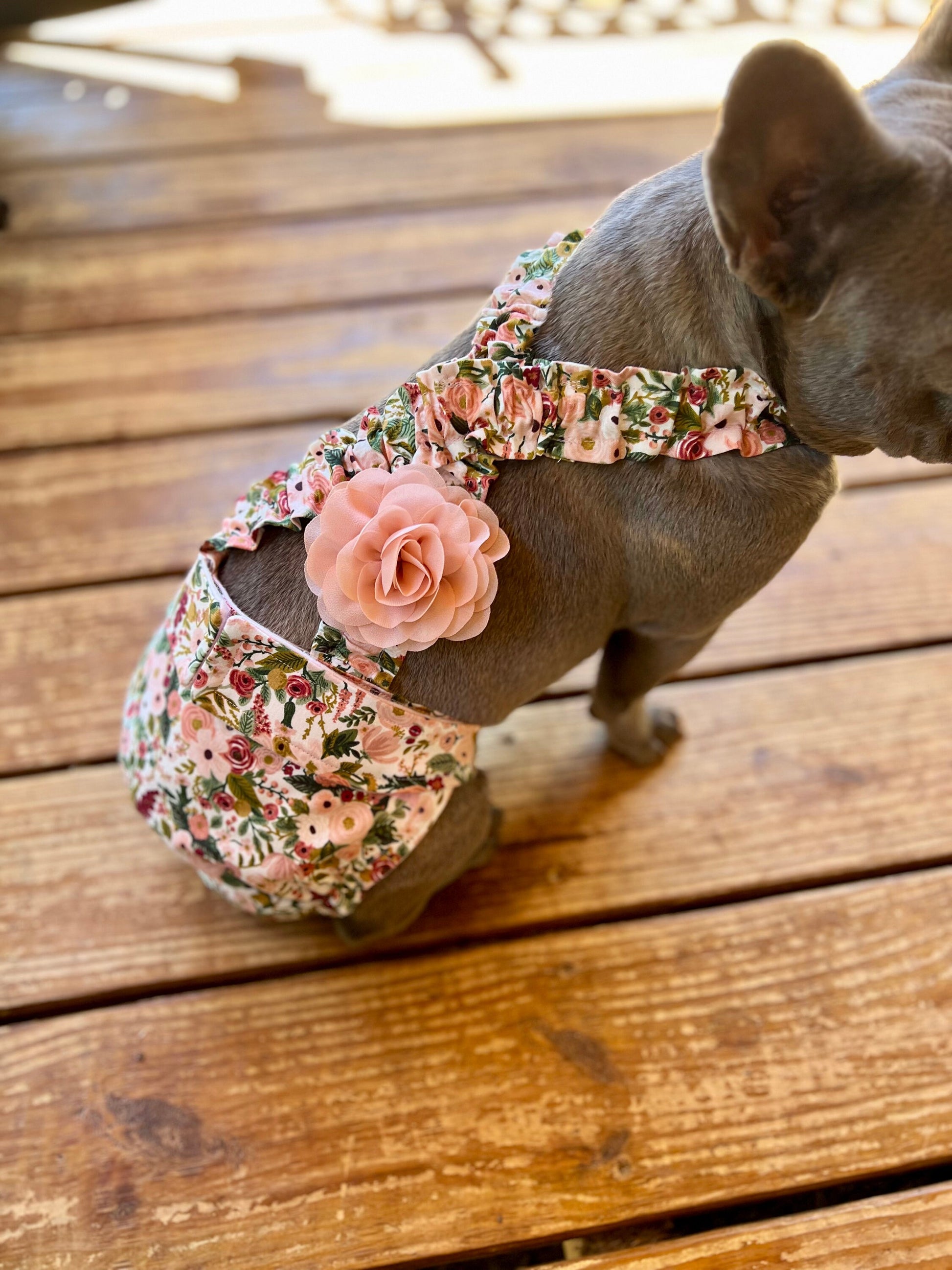 French Bulldog wearing floral diaper suspenders
