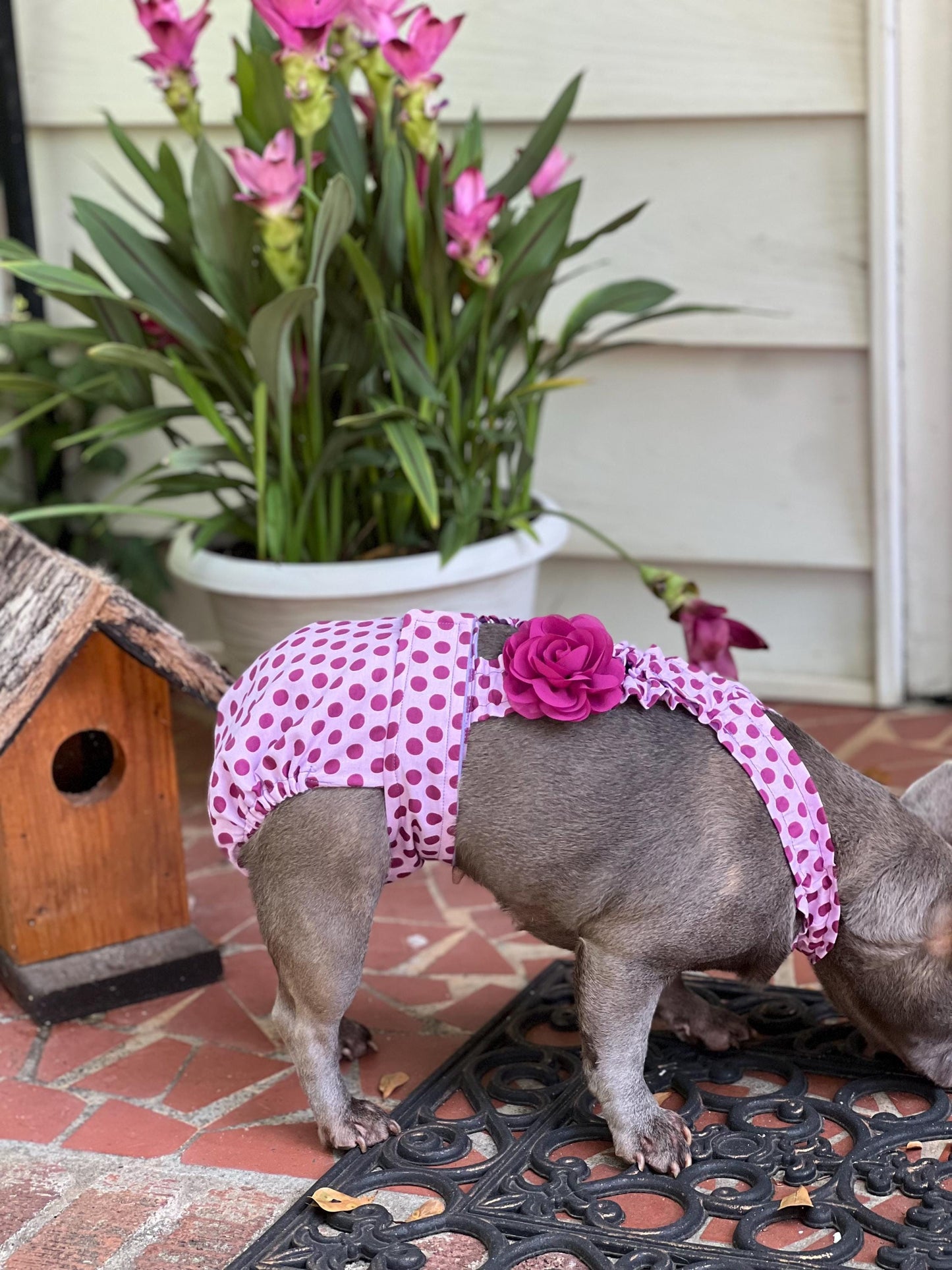 Frenchie wearing Wephies Diapers purple polka dot diaper w suspender 