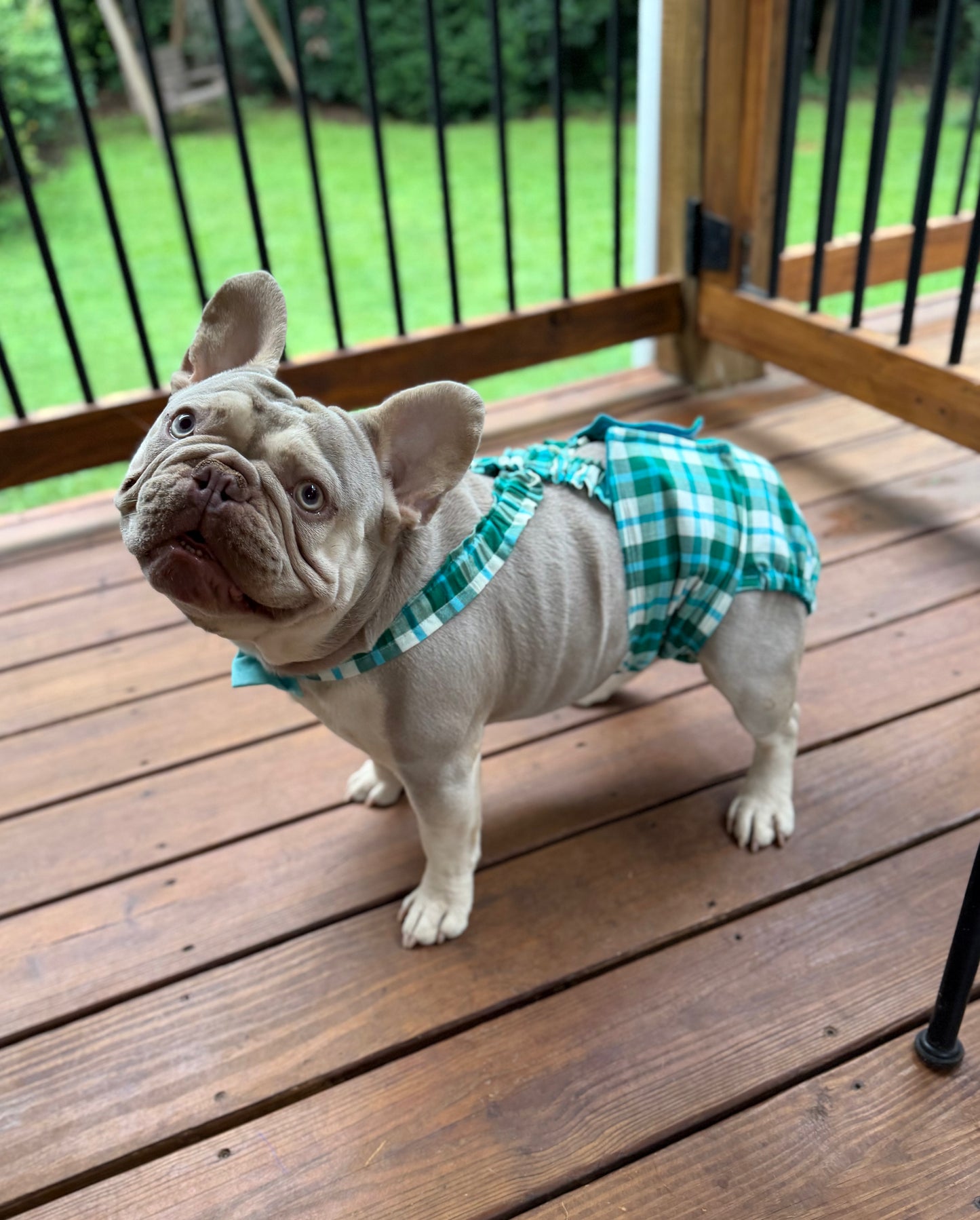 French Bulldog Male Belly Band Diaper with Suspenders: Carolina Coastal Plaid - Wephies