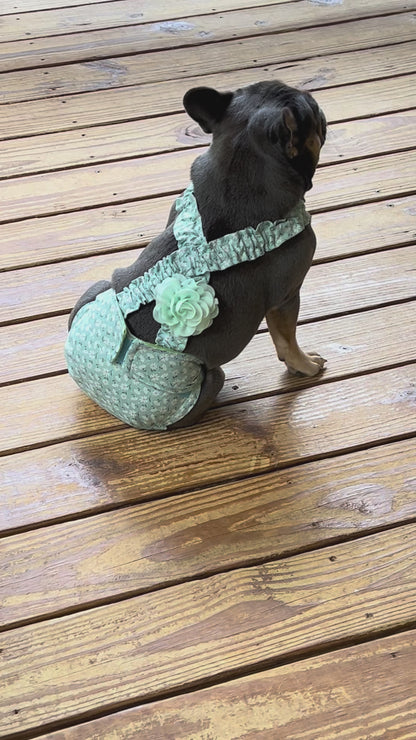 FRENCH BULLDOG DIAPER First Heat Panties: I'm Feelin' Daisy for Bulldog Lover Dog Mom Special Needs Incontinence